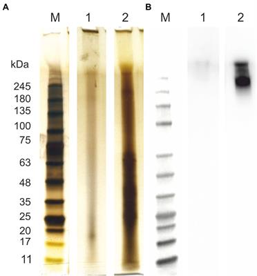 Arabinogalactan Protein-Like Proteins From Ulva lactuca Activate Immune Responses and Plant Resistance in an Oilseed Crop